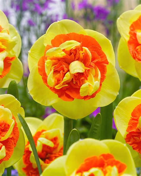 kiwi sunset daffodil|Narcissus Kiwi Sunset bulbs — Buy online at Farmer。